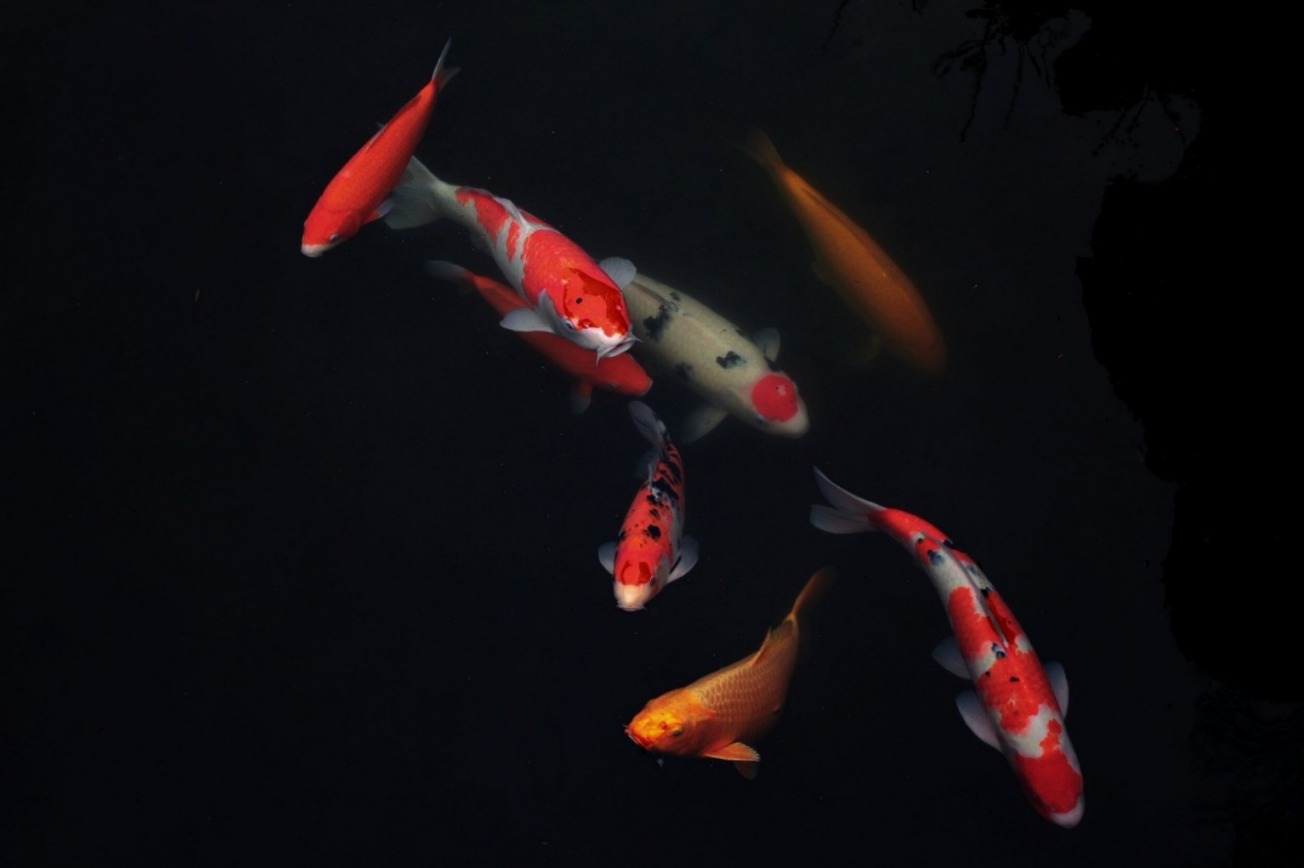 How To Feed Koi Fish And What It Is And Is Not Suitable For It Vipon